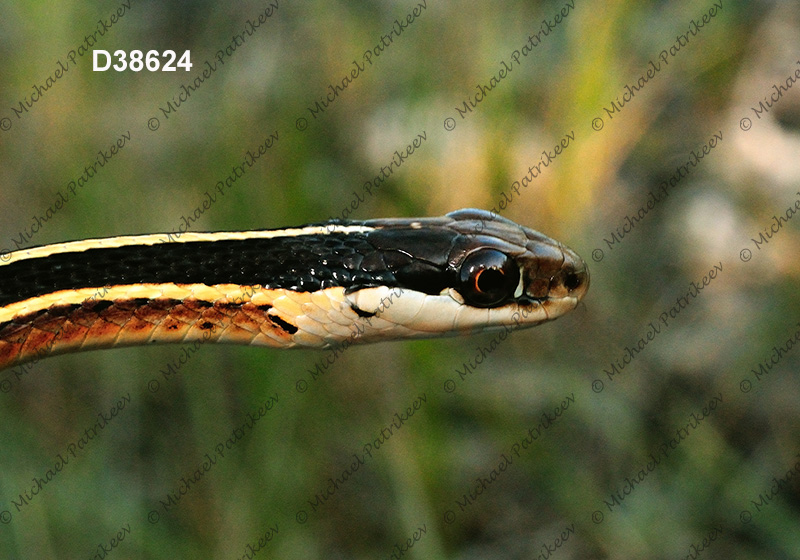 Eastern Ribbon Snake (Thamnophis sauritus)